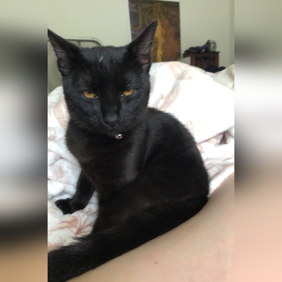 Meet the Posher ๐ - Picture 5 of 5